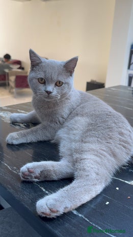 British Shorthair cats Beautiful Shorthair-active register(TICA and GCCF) - Advert 1