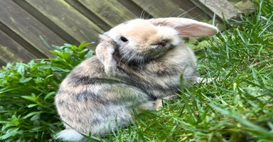 Mini Lop rabbits Mini lop sibling duo - Advert 6