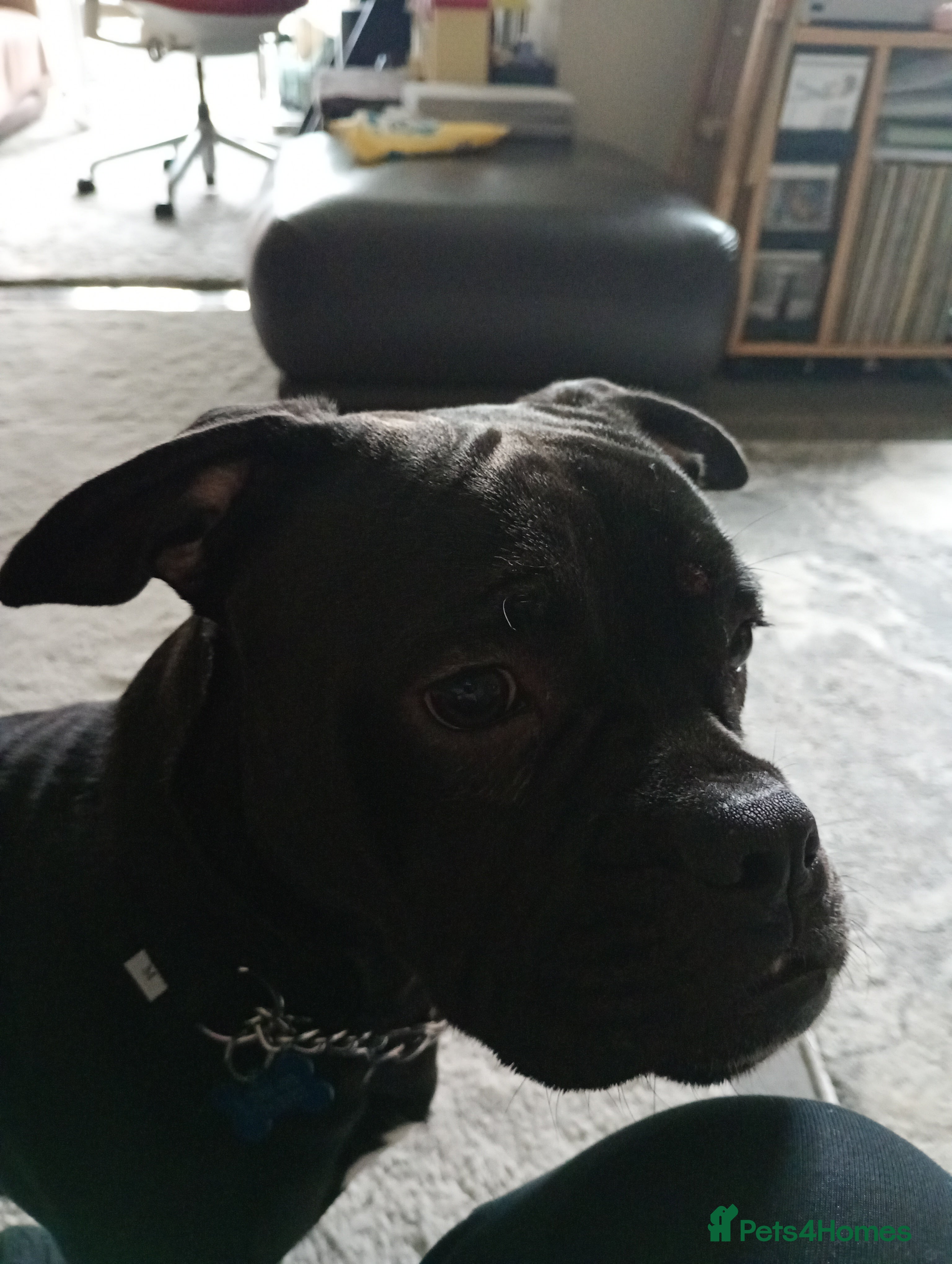 Mixed Breed dogs Frenchie crossed with Staffy male pup for sale in Grimsby - Advert 1