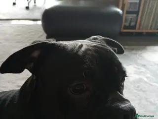 Mixed Breed dogs Frenchie crossed with Staffy male pup for sale in Grimsby - Advert 1