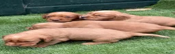 Cocker Spaniel dogs for sale: Stunning Health Tested KC WCS - Advert 5