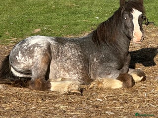Other Breed horses in Doncaster - Advert 5
