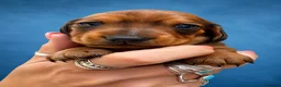 Miniature Dachshund dogs for sale: One shaded red girl KC Registered Mini Dachshunds - Advert 5