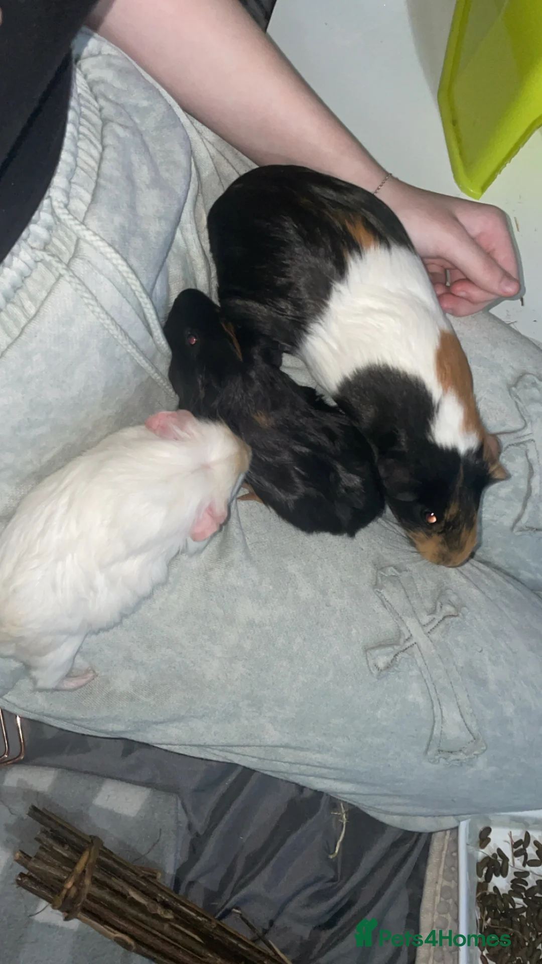 Guinea Pig rodents for sale: 3 female guinea pigs for sale in Scunthorpe - Advert 2