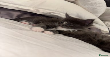 Maine Coon cats Stunning Maine Coon Litter Of Kittens Ready Now - Advert 13