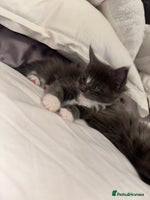 Maine Coon cats Stunning Maine Coon Litter Of Kittens Ready Now - Advert 13