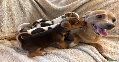 Jack Russell dogs - Advert 1