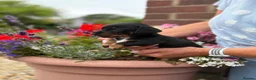 Miniature Dachshund dogs for sale: Beautiful Dachshund Pups  - Advert 5