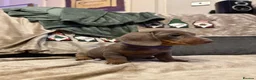 Miniature Dachshund dogs for sale: Stunning Miniature Dachshund Puppies in Glasgow - Advert 3