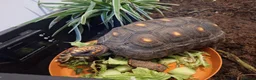 Tortoise reptiles for sale: Female Redfoot tortoise - Advert 6