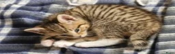 Mixed Breed cats for sale: 2 tabby girls and 1 ginger tabby boy kittens  in Abergele - Advert 4