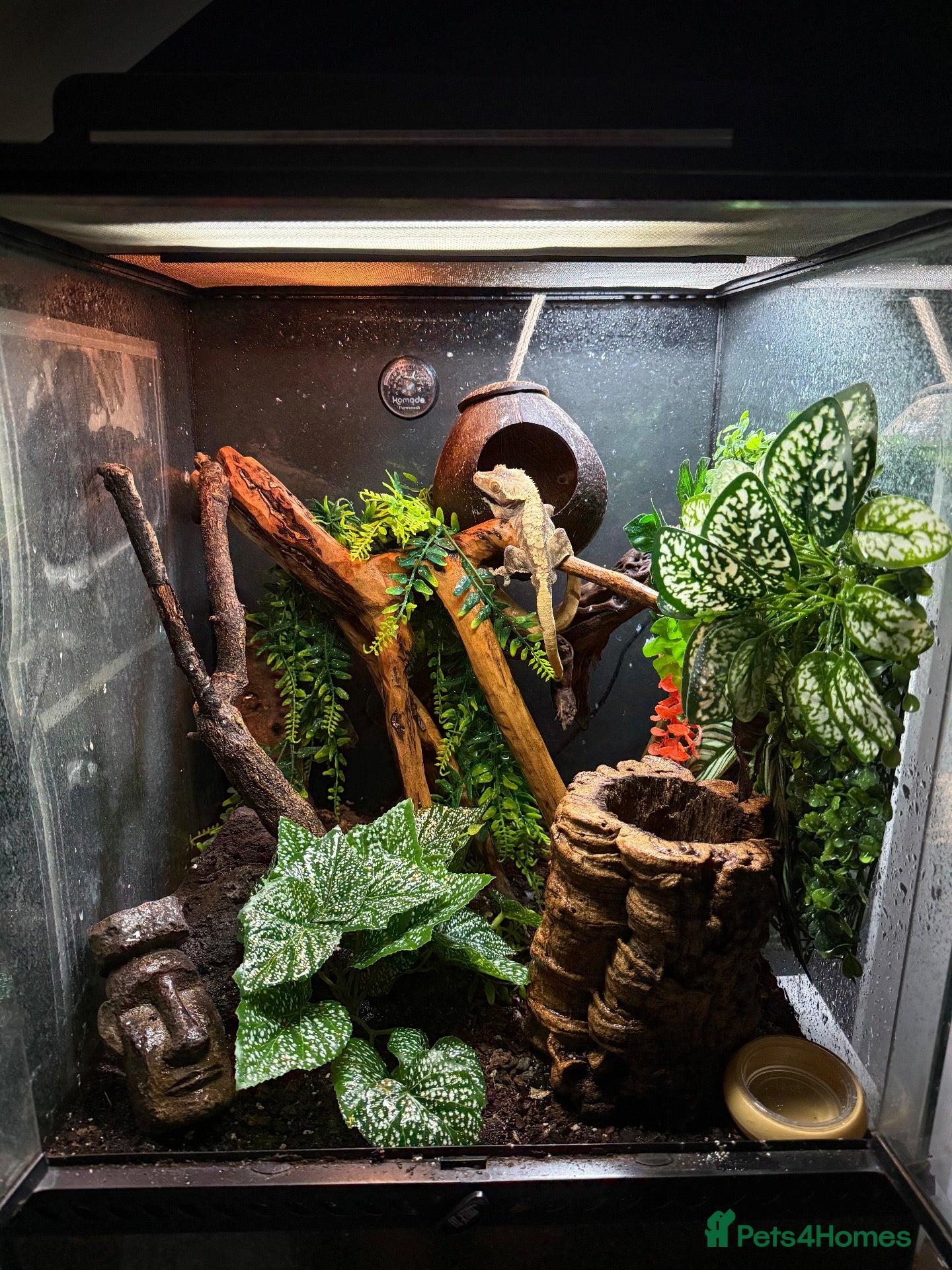 Gecko reptiles 2 crested geckos  - Advert 1