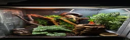 Gecko reptiles for sale: 2 crested geckos  in Northampton - Advert 1