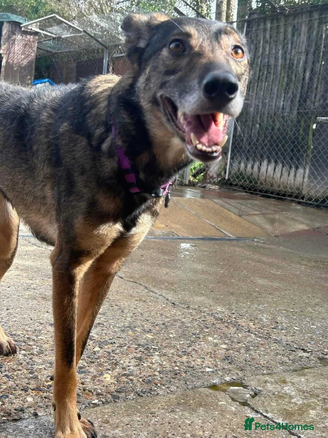 Mixed Breed dogs for adoption: Elsie - Norwich Norfolk  in Norwich - Advert 3