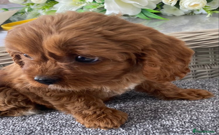 Cavapoo dogs in Saint Helens - Advert 15