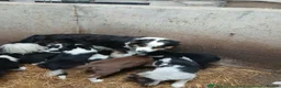 Border Collie dogs for sale: border collie puppy - Advert 9