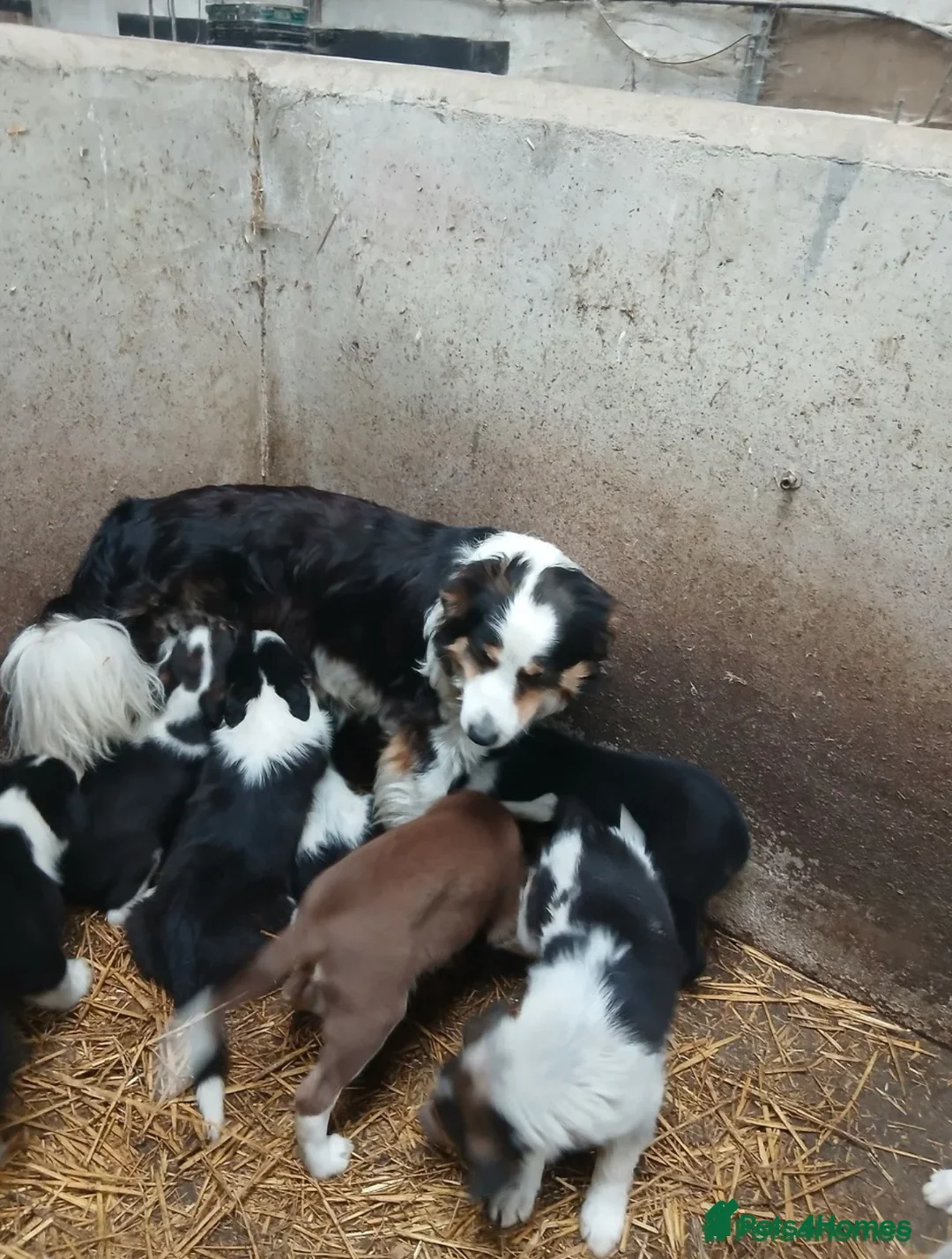 Border Collie dogs for sale: border collie puppy - Advert 9
