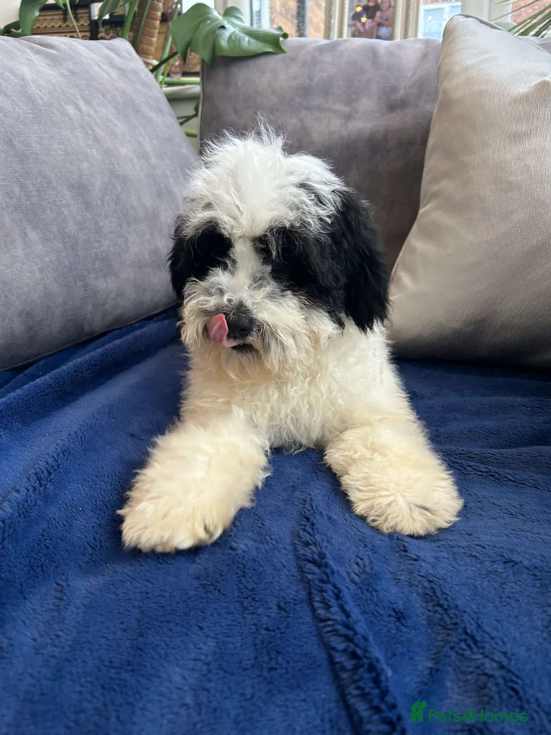 Mixed Breed dogs for sale: 🌟🌟Stunning Australian Cavapoo Puppies 🩷💙 m - Advert 5