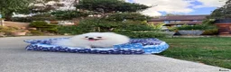 Pomeranian dogs for sale: SUPER TINY WHITE POMERANIAN BOY - Advert 5