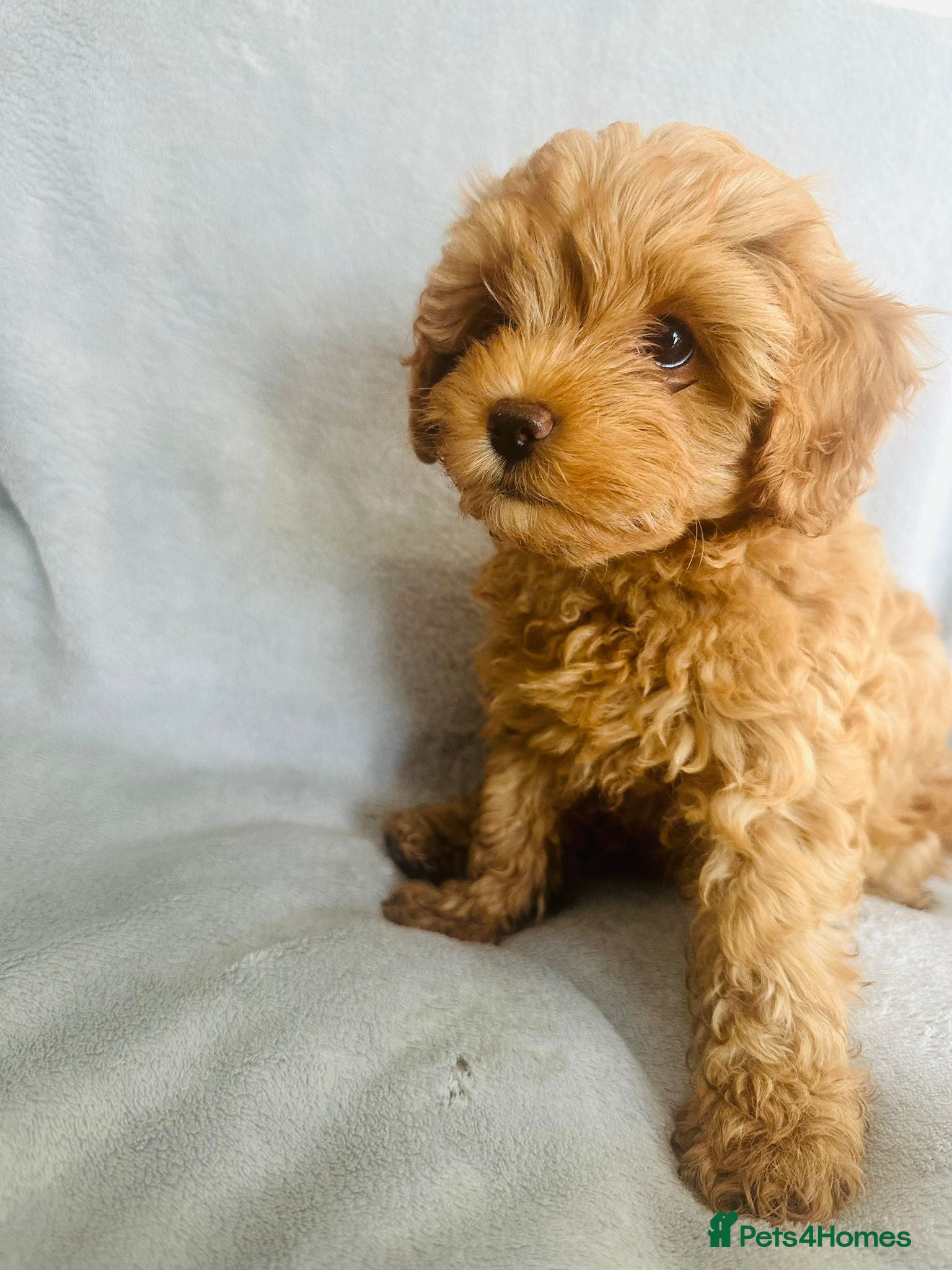 Cavapoo dogs READY NOW 😊🐶 3 stunning cavapoo puppies  - Advert 1