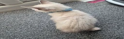 Mixed Breed cats for sale: Bengal Siamese mixed - Advert 18