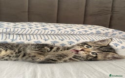 Bengal cats for sale: Bengal x Persian male kitten for sale! - Image 12