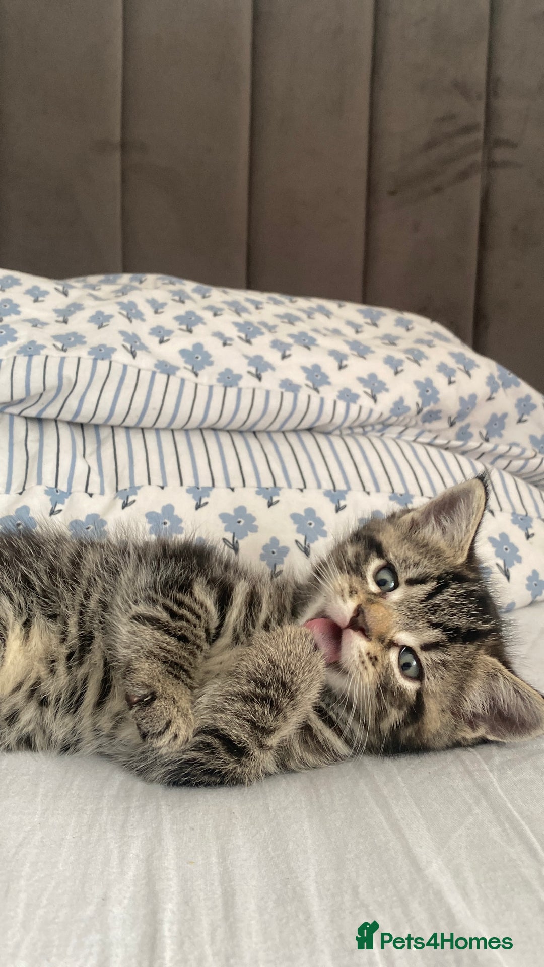 Bengal cats for sale: Bengal x Persian male kitten for sale! - Image 12