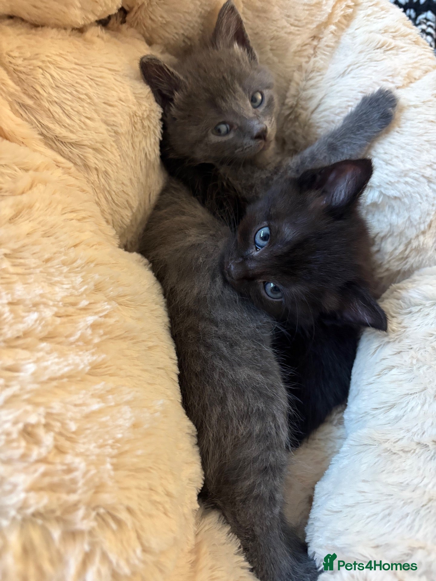 Mixed Breed cats for sale: Beautiful kittens  - Advert 2