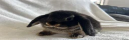 Mini Lop rabbits for sale: Mini Lop Girl Available Now!  - Advert 3