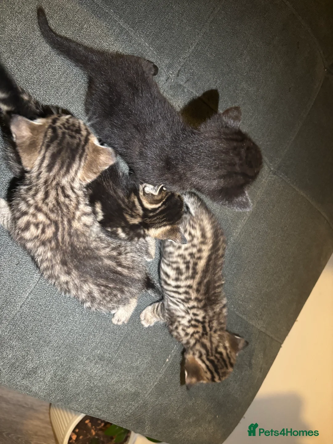 Mixed Breed cats for sale: Tabby kittens for sale!! - Advert 15