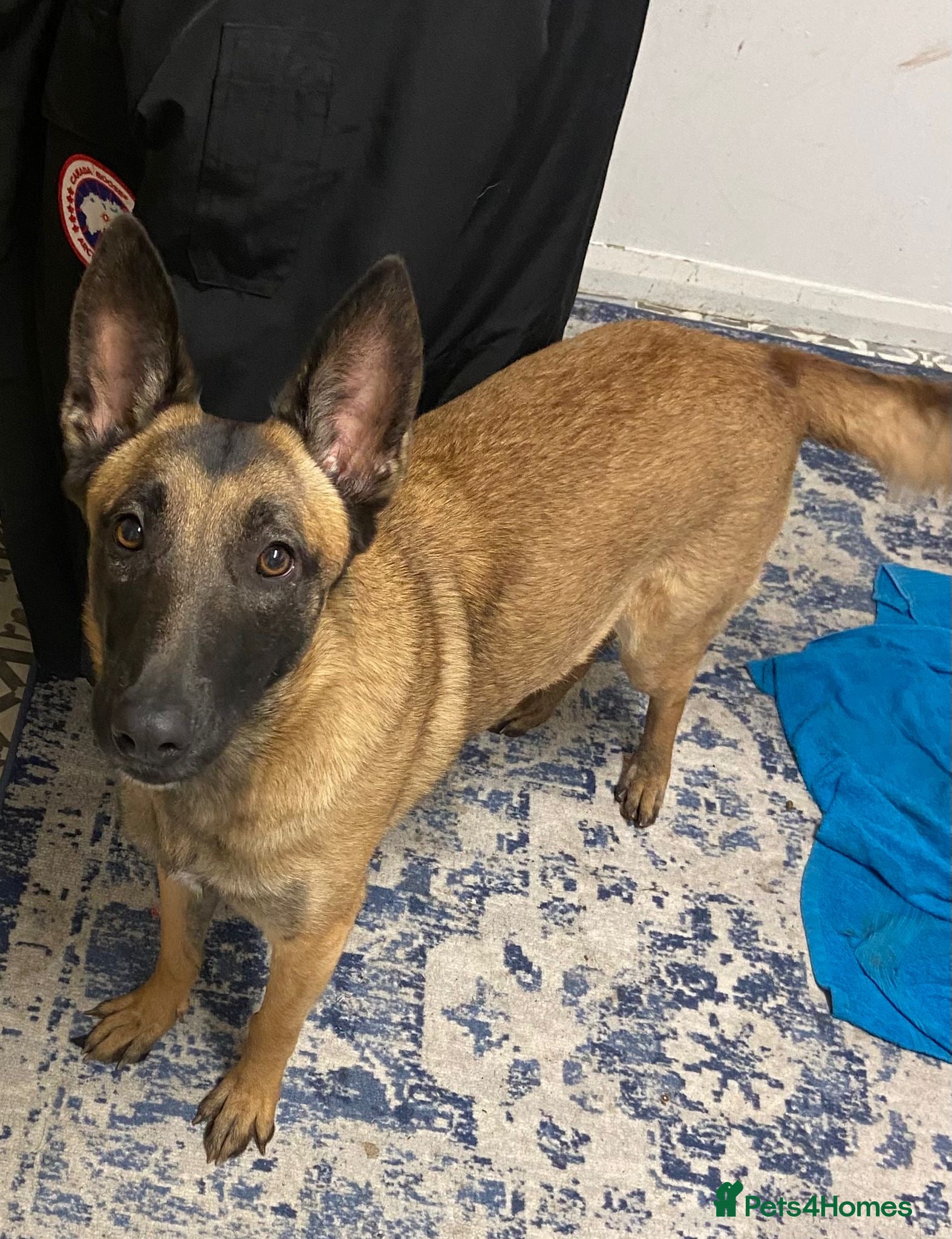 Mixed Breed dogs REHOME - 1 year old female Mali  - Advert 18