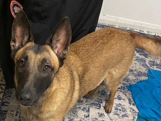 Mixed Breed dogs REHOME - 1 year old female Mali - Advert 13