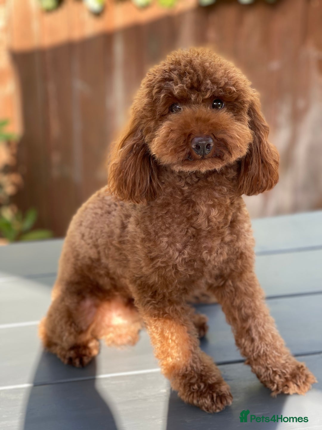 Maltipoo dogs for sale: Premium Red Caramel Maltipoo puppies F1 - Advert 6