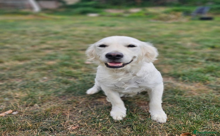 Golden Retriever dogs - Advert 10