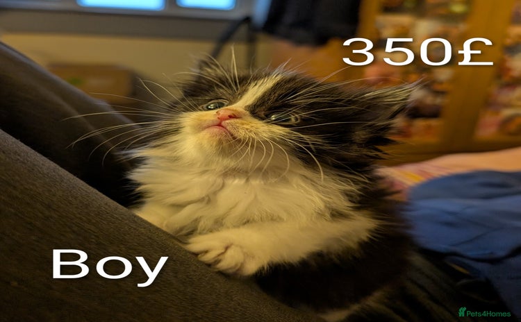 Ragdoll cats Ragdoll  - Advert 3