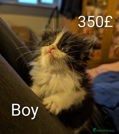 Ragdoll cats Ragdoll - Advert 3