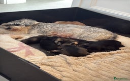 Miniature Schnauzer dogs for sale: KC Miniature Schnauzers  - Image 4