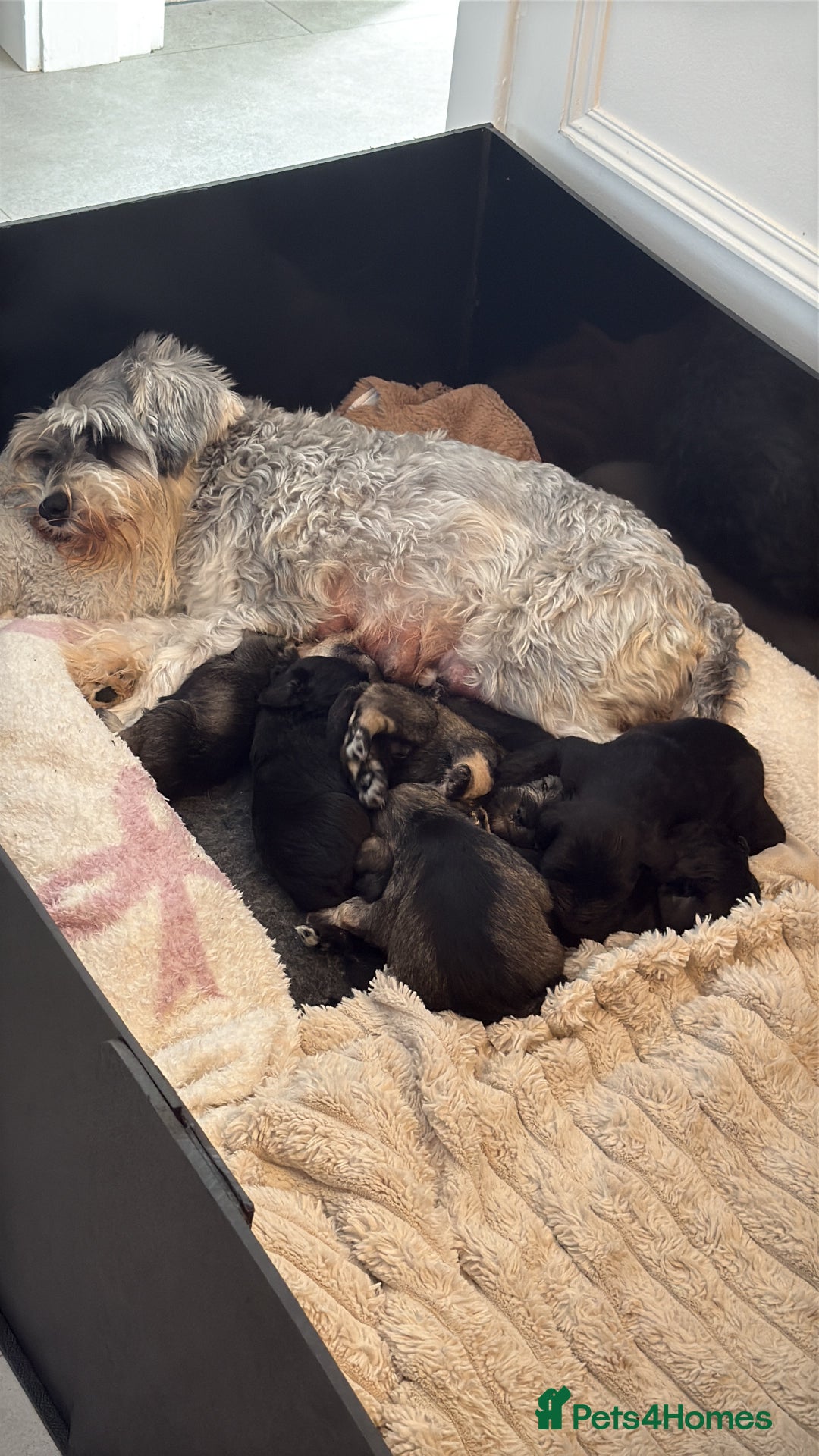 Miniature Schnauzer dogs for sale: KC Miniature Schnauzers  - Image 4