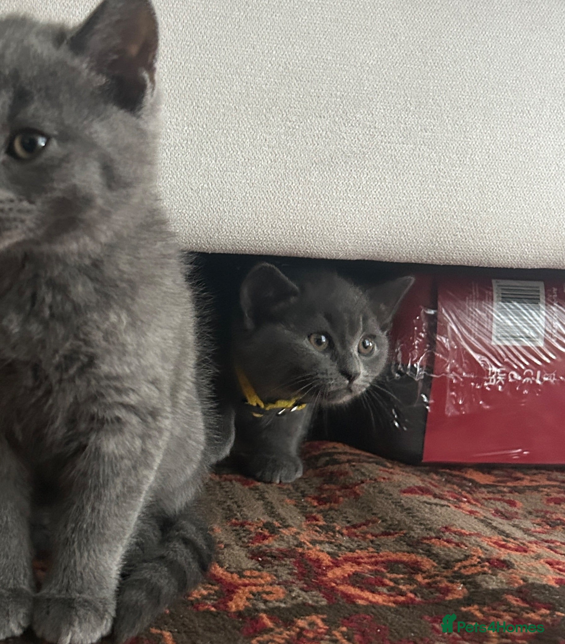 British Shorthair cats 2 Cute British Shorthair Kittens for sale - Advert 4