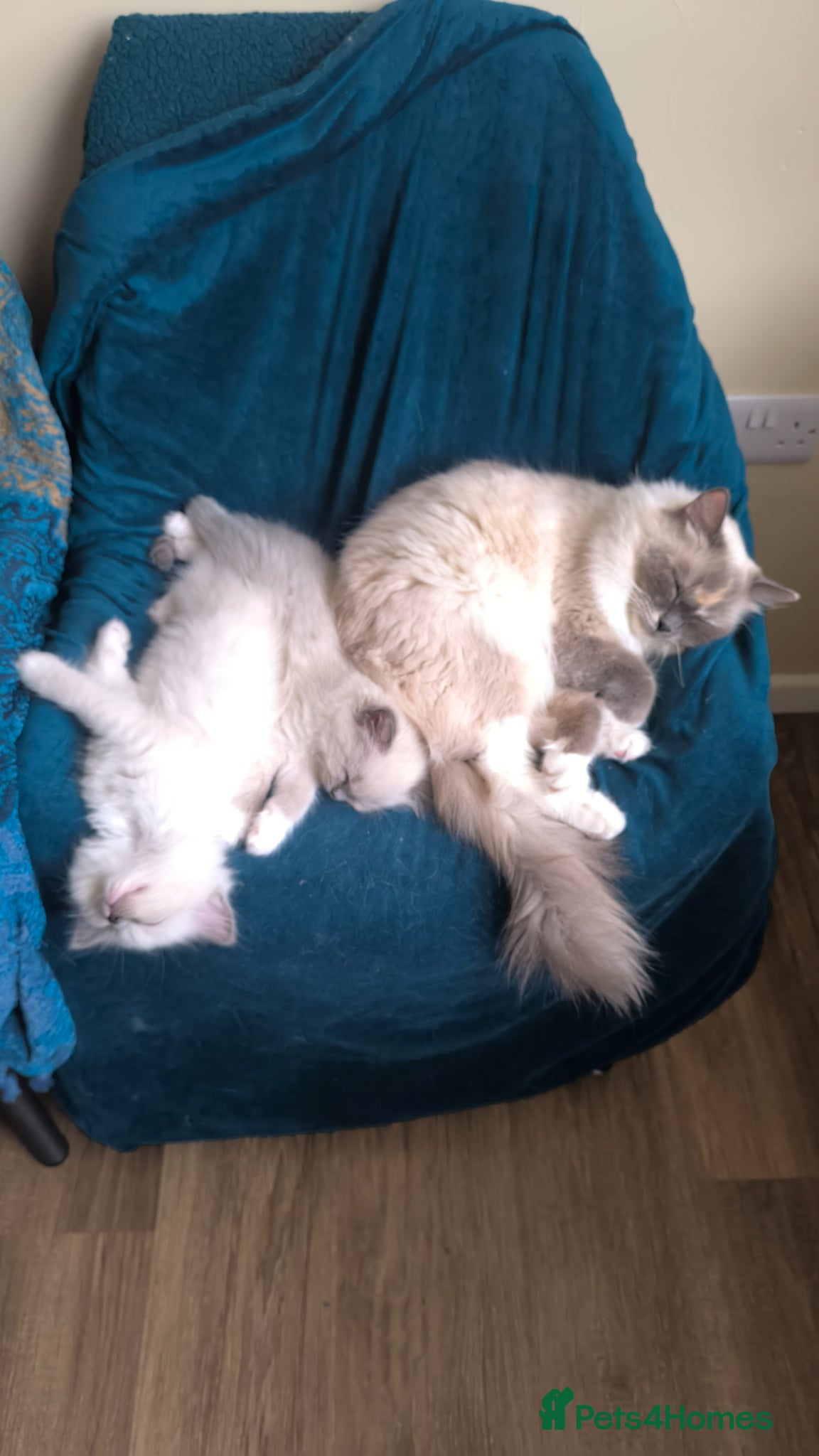 Ragdoll cats for sale: Beautiful ragdolls are looking for a forever home  - Advert 19