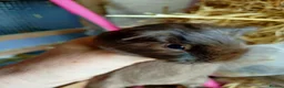 Guinea Pig rodents for sale: Baby guinea pigs males  - Advert 3
