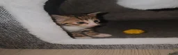 Bengal cats for sale: Savannah x bengal ONE MALE LEFT - Advert 10