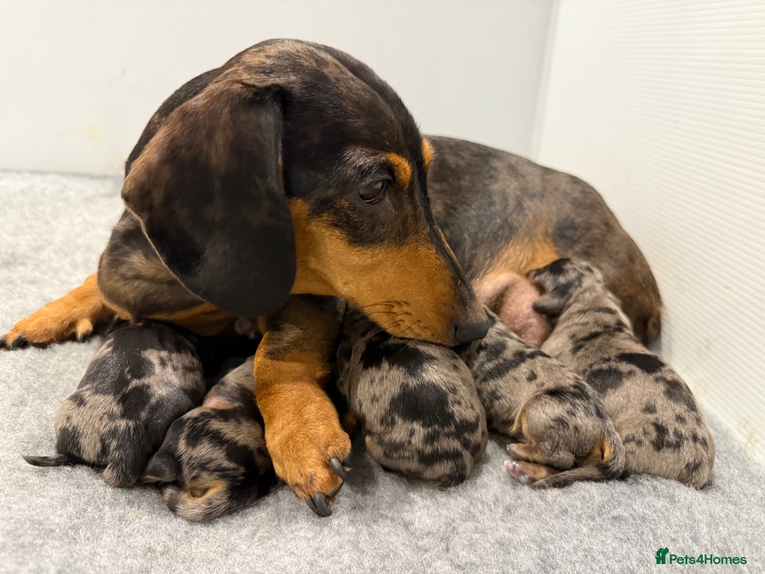 Miniature Dachshund dogs for sale: Stunning silver dapple miniature dachshunds - Image 7
