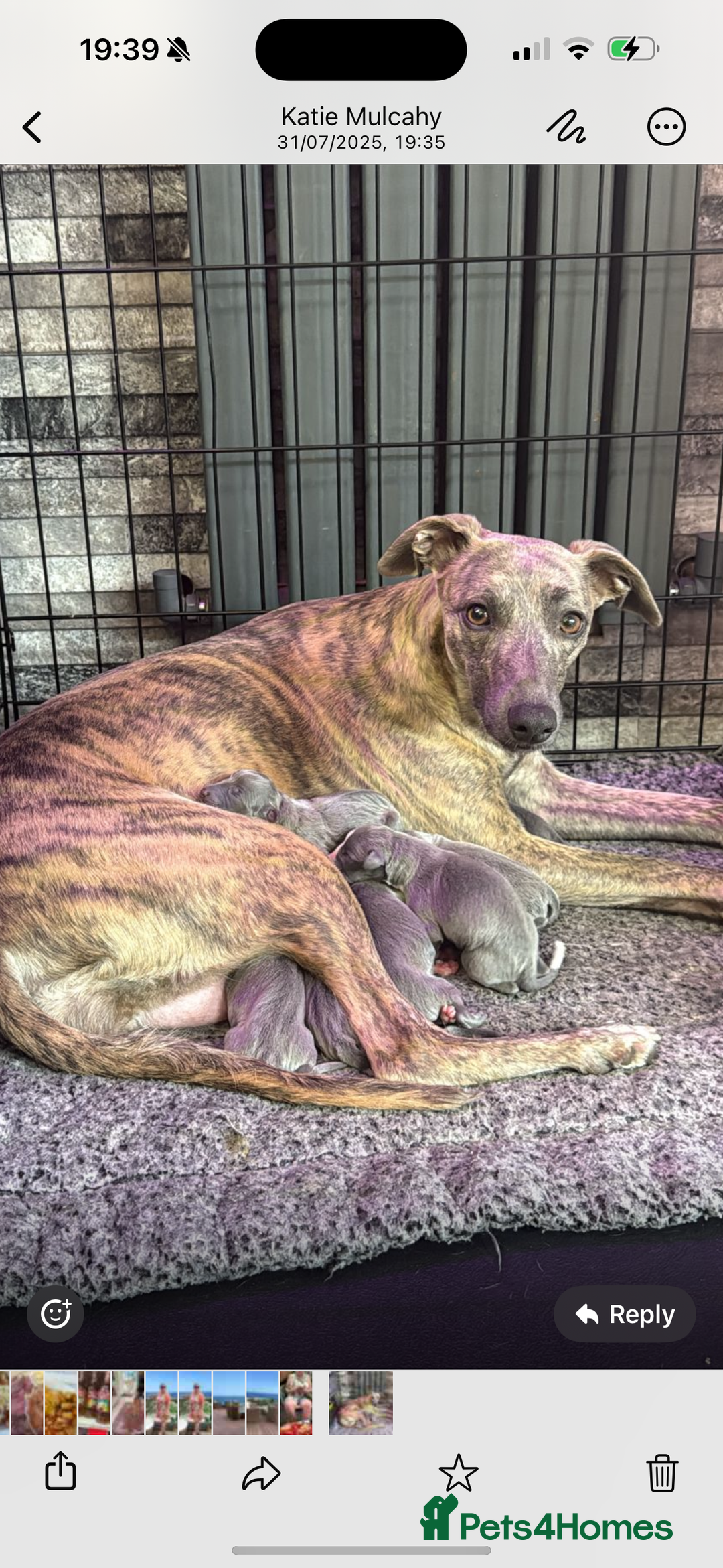 Whippet dogs for sale: Whippet , blue and blue and white puppies for sale - Image 14