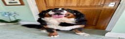 Bernese Mountain Dog dogs for sale: Quality Bernese Mountain Dog Puppies  - Advert 3