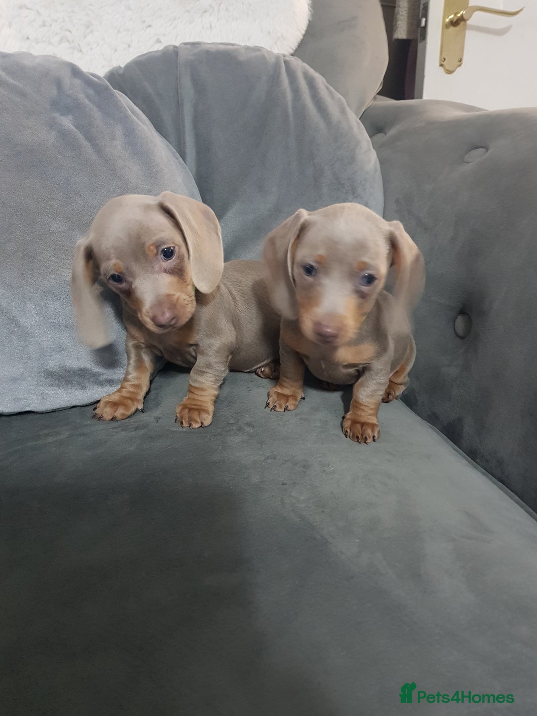 Miniature Dachshund dogs for sale: Miniature dachshund  - Advert 18