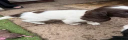English Springer Spaniel dogs for sale: Engilish springer spaniel puppies  - Advert 26