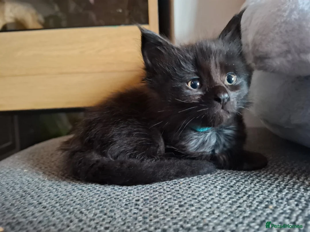 Maine Coon cats for sale: 5 Beautiful Maine Coon kittens  - Advert 19