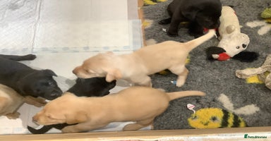 Labrador Retriever dogs - Advert 7