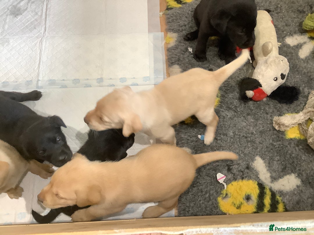 Labrador Retriever dogs for sale: Top class working Labrador pups - Image 3